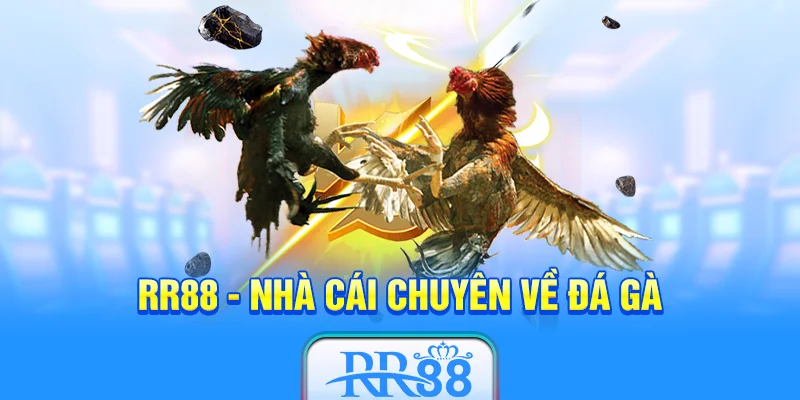 RR88 là nhà cái chuyên về đá gà được thành lập vào năm 2016